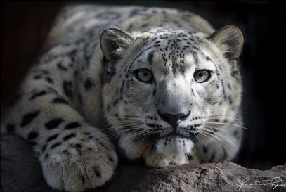 Snow leopard